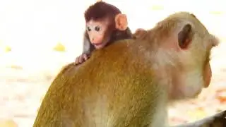 Adorable Baby Monkey's First Grooming Attempts Melt Hearts