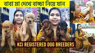 বাবা মা দেখে বাচ্চা নিয়ে যান | KCI Registered Dog Breeders in Kolkata | Home Breed Dog in kolkata