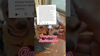 Orejeras Anti ruido para perros #noalapirotecnia #perritos #cuetes #LuisaCooksJoy  #LuisaCuisina