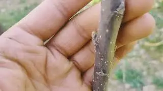 Noching  &Pinching Result in Plants For feathering