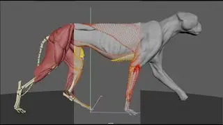 Ziva VFX Cheetah FEM Simulation