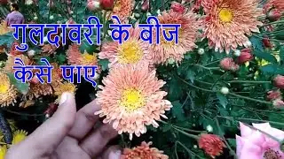 गुलदावरी के बीज फूल से कैसे पाए /How to Collect Chrysanthemum Seeds - 13 Dec /Mammal Bonsai