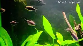 Black Emperor Tetras