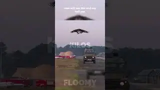 Anti-drone eagles