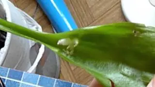 BOTANICAL DISCOVERY!