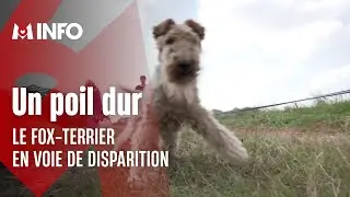 Moins populaire, le fox-terrier aux abois ?
