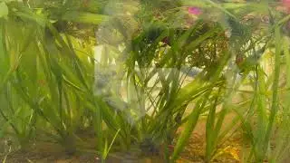 Jungle Val: The Indestructible Aquarium Plant That Turns Your Tank Into a Lush Jungle! 🌿