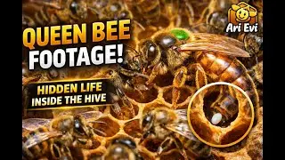 Queen Bee Footage: The Hidden Life Inside the Hive (Rare & Beautiful)