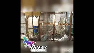 Nuestra Voladera Don Rafa -AviarioQuisqueya