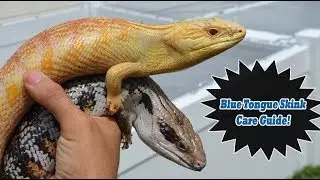 What you SHOULD know BEFORE getting a Blue Tongue Skink! INSANE COLORS!
