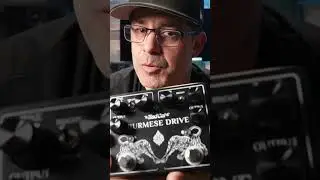 ЛЮБИМАЯ педаль Bad Cat!!! (Bad Cat Burmese Drive) #guitareffects #guitarsounds #overdive