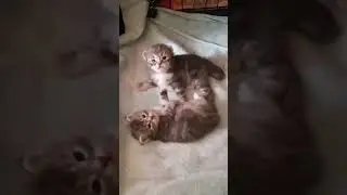 Милота 😘котятам 2 недели #kitten #catlover #cute #pets #love #funny #cutecat #kitty