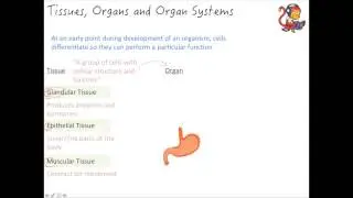 Additional Biology (B2) Tissues, Organs & Organ Systems