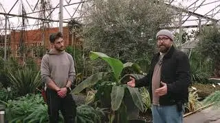 Winter Protection 2 - Hardy Bananas like Musa basjoo