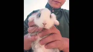 Mini #rabbit #lifeisbutadream #animals
