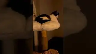 Cat date night   Posted by  Cat Mom Christina