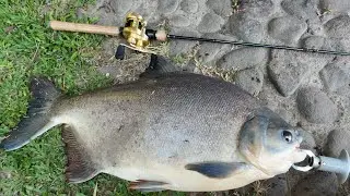 Monster Pomfret Showdown! 8KG Catch on Light Gear | Joran Paling Sultan di Bumi