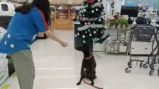 Mandy follows the commands well in the pet shop