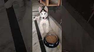 Dog Food Eating Training - Rocky #shorts | Siberian Husky Puppy Dog Training