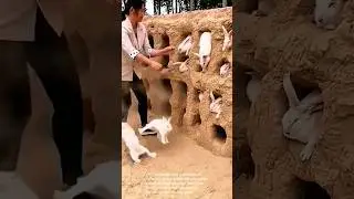 Adorable Rabbits in a Burrow: A Hilarious Rabbit Roundup