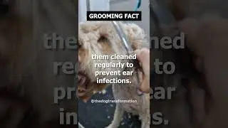 Dogs with long ears may need..