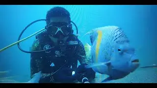 Friday Fun Dive 02072021| Sealine Qatar Dive Site
