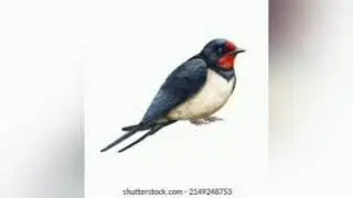 Swallow Bird Documentary | Amazing Facts About Swallows | Nature & Wildlife