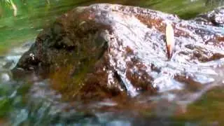 Isonychia --  Slate Drake  --  Hatching -- Big Brown Trout picture