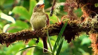 Roraiman Flycatcher - a 1st for Rockjumper Tours Co.