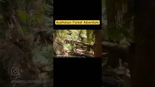#forest #forestvlog #forestvlogs #adavi #jungle #australia #melbourne #sydney #waterfalls #kakinada