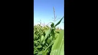 Forage BMR Corn