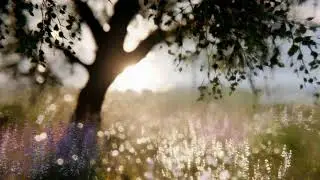 Fleeting Moments of Calm&ndash;Around 1hour60min Chill Music #relaxing #Sleepmusic #Studymusic #calmmusic
