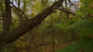 4k BINAURAL ASMR AMBISONIC Forest walkabout 50fps. For best spatial results use binaural headphones