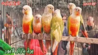 Lahore Sunday Birds Market | Itwar Birds Bazar Lahore | Sunday Birds Market Lahore 