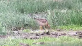 Blonde Ruiter / Buff-Breasted Sandpiper / Tryngites subruficollis @ Lauwersmeer NL 31-07-2016