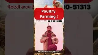 Poultry Farm #poultryfarm #punjabpoultryfarm #farming #punjab #shorts