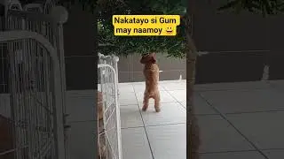 Tumayo si Gum #pet #dog #poodledog #poodle #viralvideo #shortviral