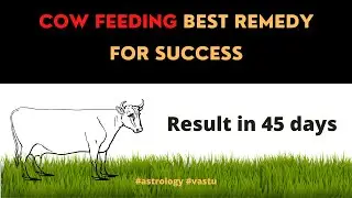 khud ka anubhav aap bhi kare aur dekhe || cow feeding remedy se milta he fayda || Hindi #astrology
