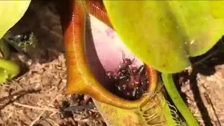 EATEN ALIVE: ANTS VS PLANTS - CARNIVOROUS PLANT TAKES ON A HUGE ANTS NEST