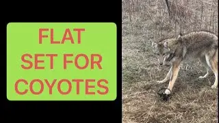 How to Make A Flat Set For Coyotes