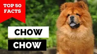 99% владельцев чау-чау не знают этого