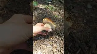 Hr&iacute;b smrekov&yacute;. #fungi #huby #hriby #houby #funghi #grzyby #grzybobranie #dubaky