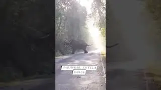 Elephant fight | Cheela Range 🐘😱 #elephantfight #uttrakhand #haridwar #rishikesh #rajajinationalpark