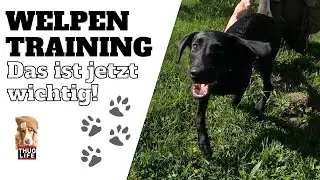 Welpentraining Dummyarbeit: Leine, Rückruf & mehr - Petra und Marcel Christen