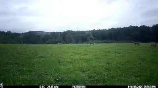 473 Daniel i sarny  fallow deer and roe deer Fotopułapka Trail Camera Browning Patriot