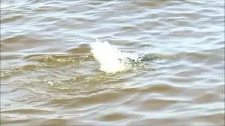 Skywatch Bird Rescue Common Loon Release
