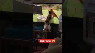 Cat Fail  #funny #cat #viral #shorts #fyp
