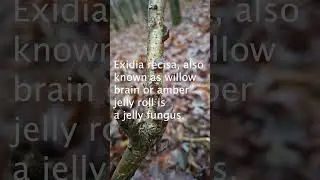 Amber Jelly Jiggle