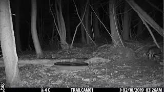 Browning Strike Force HD Pro X example video - badger