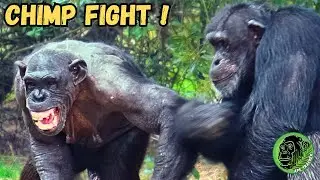 Alpha Male Chimpanzee Fights His Favourite Female ! #chimpanzee